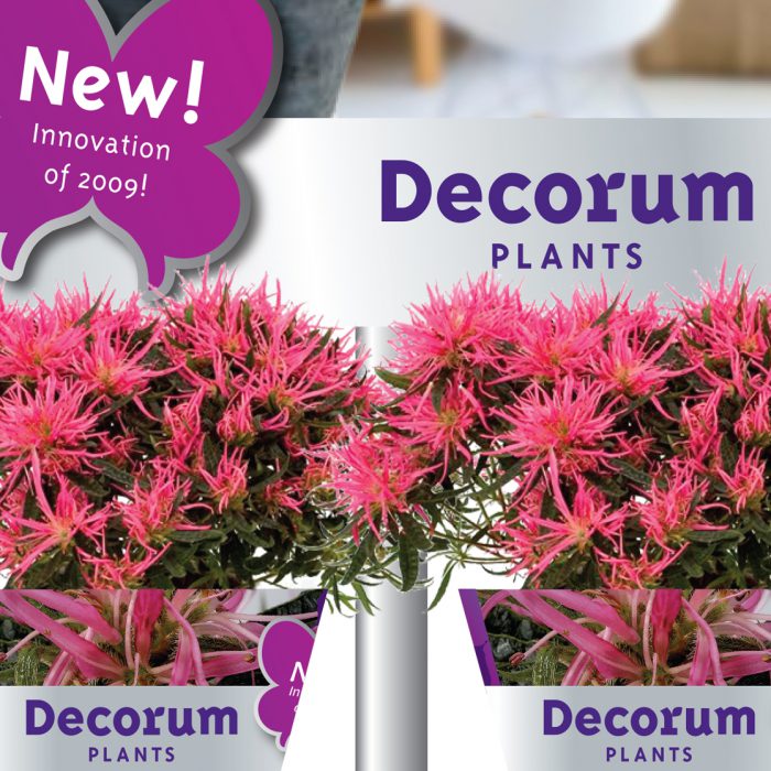 Decorum